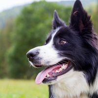 Confirmado: el cerebro de los perros puede distinguir entre diferentes idiomas humanos