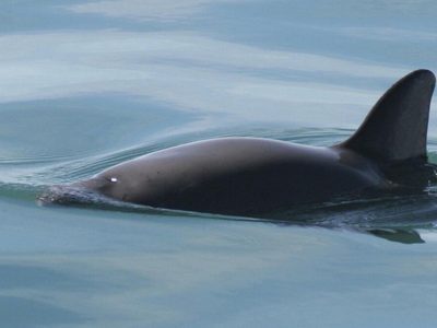 La expedición mexicana que vigila la vaquita marina avista menos ejemplares este año