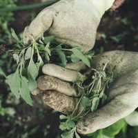 El secreto de los jardineros para eliminar las hierbas malas del jardín y que no vuelvan a crecer