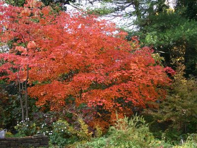 El árbol que es perfecto para tu jardín y tiene las hojas de distintos colores