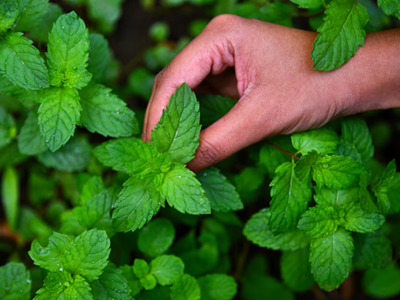 La planta que tenés que tener en tu jardín porque ahuyenta a los ratones y las lauchas