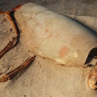 Descubrimiento que revela el amor por las mascotas en la Antigüedad