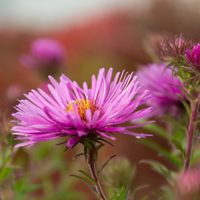 Es pequeña y de bajo mantenimiento: la planta con las flores más bonitas que resiste las bajas temperaturas en invierno