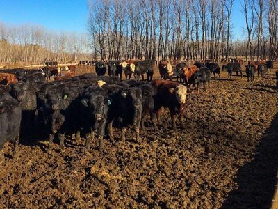 Se abonó por completo el Incentivo Ganadero en Neuquén