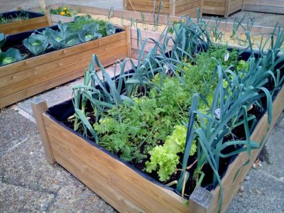 Las plantas que tenés que sembrar sí o sí en octubre si querés cosechas rápidas en primavera-verano