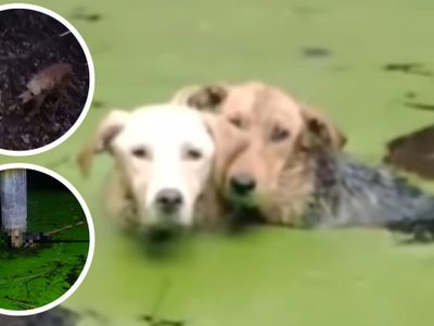 Crueldad en Zitácuaro: Lanzan a 8 perros a pozo de agua y solo dos sobreviven
