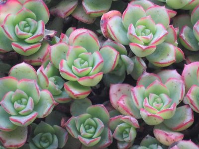 Curiosidades y cuidados de la suculenta rosa negra, una de las plantas más raras y hermosas
