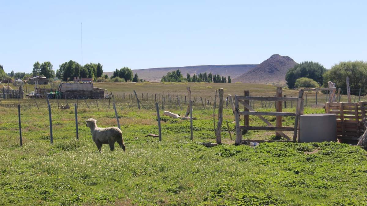 La granja se encuentra ubicada en la zona del Michacheo en Zapala. Fuente: (Daniel Signorile)