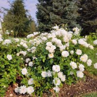 La planta que da exquisitas flores blancas casi todo el año y que es perfecta para darle un toque romántico a tu jardín