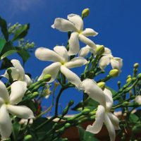 El secreto de los jardineros: evitá que tu jazmín se enferme con estos consejos para que crezcan sanos y rozagantes