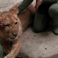 Kiro, el cachorro de león rescatado en Ecatepec fue trasladado a la Fundación Invictus en Pachuca