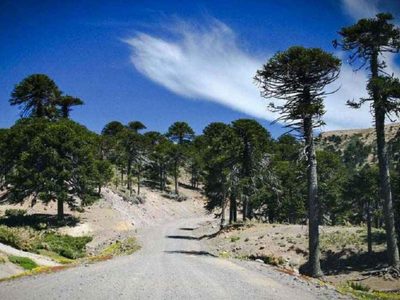 Ruta 23 escénica en Neuquén: el recorrido entre lagos y araucarias que conquista a los viajeros