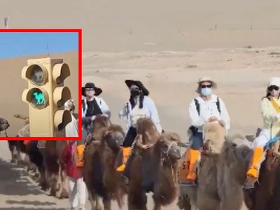 ¿Semáforos para camellos? Esto es lo que sabemos del VIDEO viral