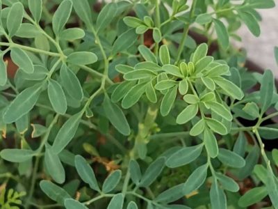 La planta de pocos cuidados con hermosas flores amarillas que nunca faltaba en el botiquín de las abuelas