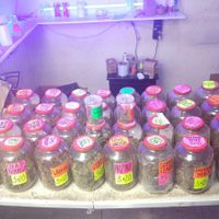 Decomisan 36 frascos con mariguana en nuevo operativo en la Morelos