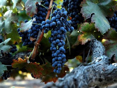 No pierdas tiempo: el truco de los viveros para que tu Parra te regale las uvas más ricas en verano