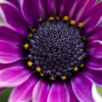 4 plantas de sombra que explotan de flores durante la primavera