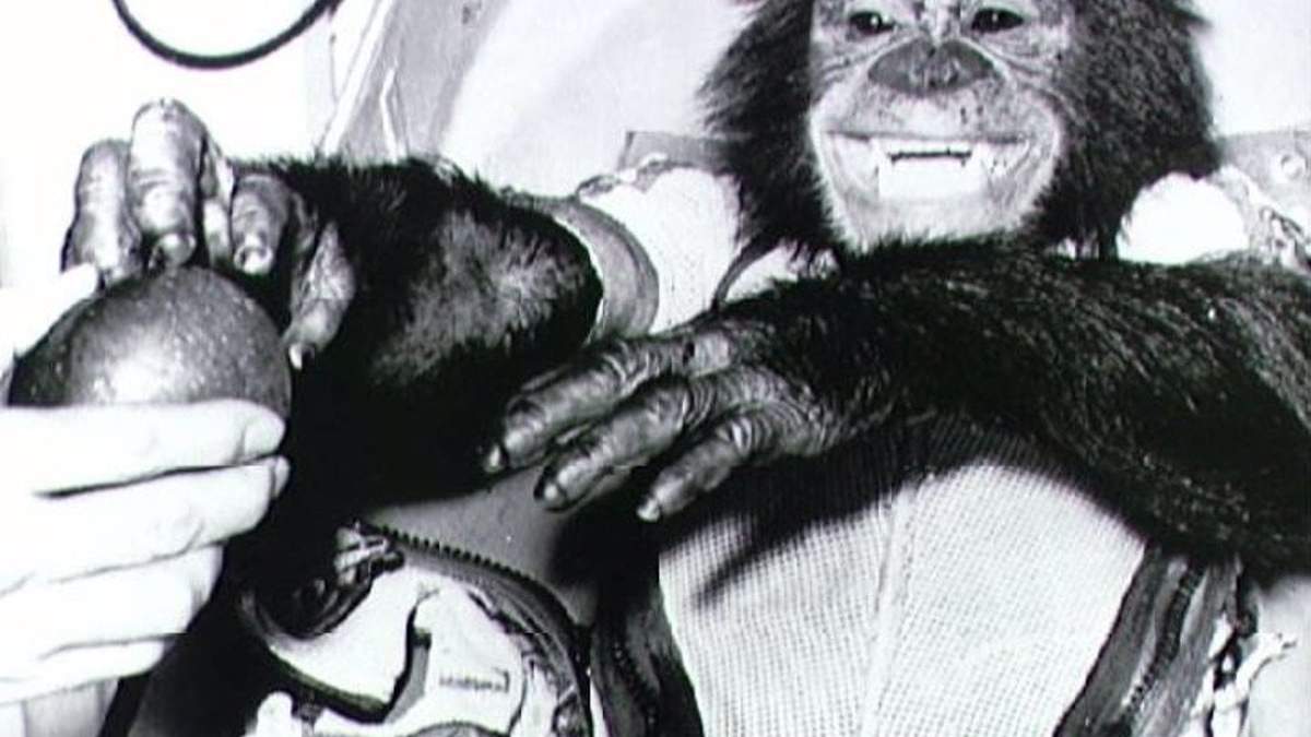 Imagen del chimpancé Ham