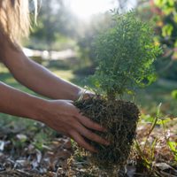 El secreto para plantar árboles frutales en poco tiempo que muchos jardineros no comparten