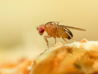 Eliminá para siempre las mosquitas de la fruta de tu cocina con esta trampa casera, fácil, económica y efectiva