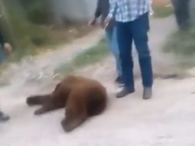 Habitantes de Cumpas, Sonora, matan a un oso negro (Video)