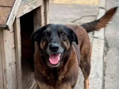 Masiva movilización por la muerte de un perro callejero