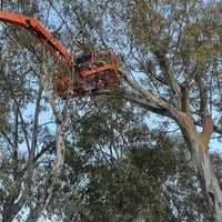 Comenzó la poda de eucaliptos en el centro de Neuquén