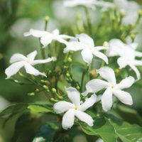 La bella planta trepadora que da flores con bello perfume y que es ideal para las paredes de tu jardín