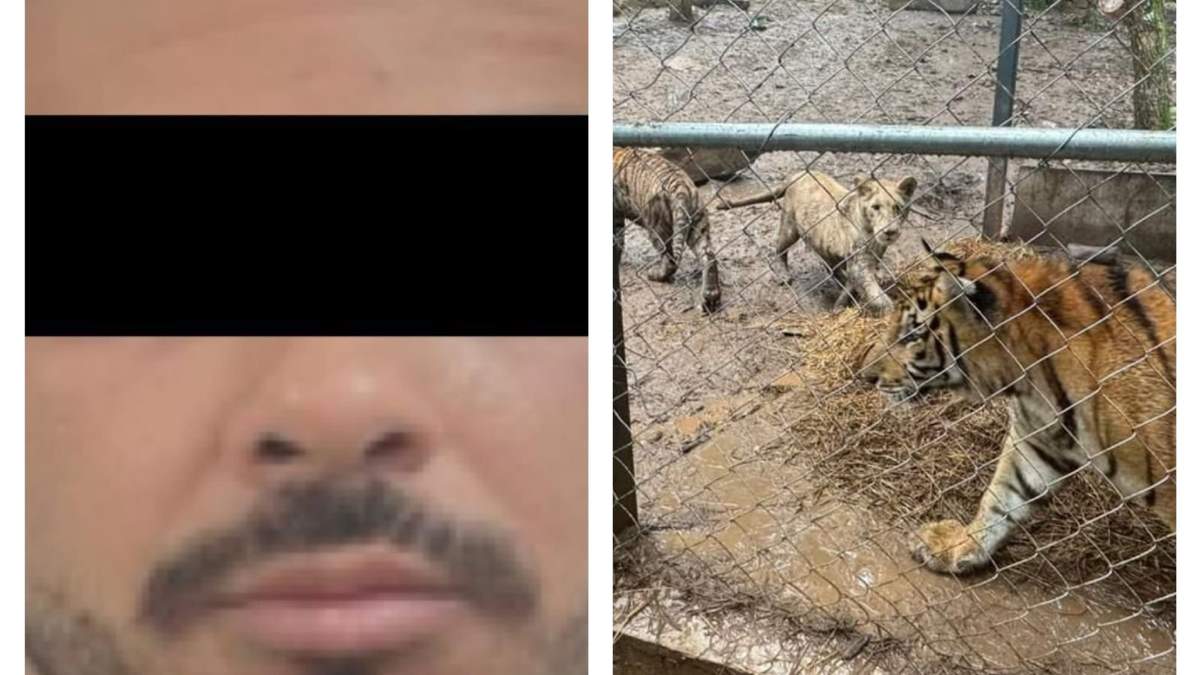 José Antonio “N”, identificado como líder de una célula afín al “Cártel del Noroeste” y los tigres decomisados