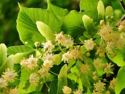 La flor que florece en todas las calles y con la que podés hacerte un jugo natural, delicioso y lleno de propiedades