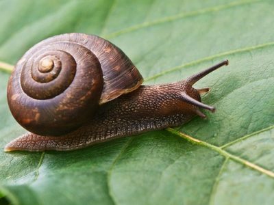 Lo que tenés que evitar sí o sí para que los caracoles no se coman tus plantas