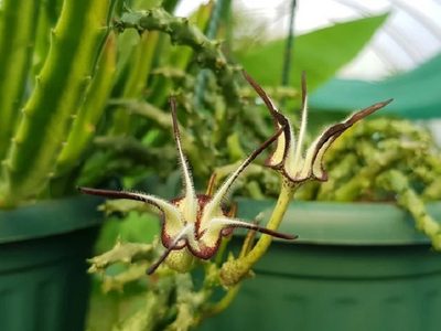 La suculenta trepadora difícil de encontrar que es un verdadero tesoro para principiantes en jardinería