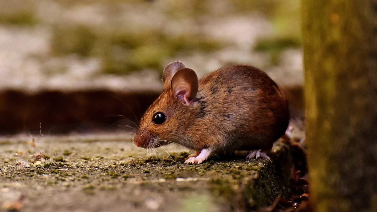 El contagio se produce por la inhalación de las heces de los roedores. Fuente: (Facebook)