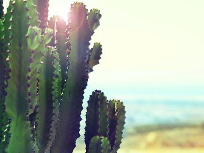 Ni siquiera los cactus evitarán las consecuencias del cambio climático, según un nuevo estudio