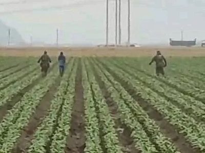 Redadas del ICE llegan a campos agrícolas de California (Video)
