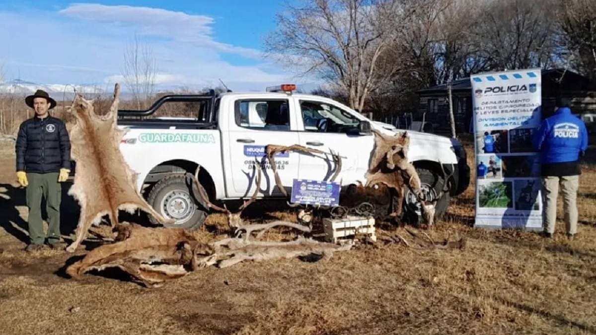 El allanamiento permitió desbaratar una red de cazadores furtivos. Fuente (Neuquén Informa)