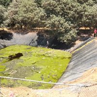 Descubren 100 perros muertos en relleno sanitario de Amecameca