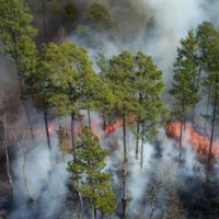 Los incendios en Corrientes ya habrían consumido casi 600 mil hectáreas