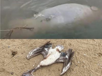 Hallan manatí y pelicano muertos en río Coatzacoalcos en Veracruz