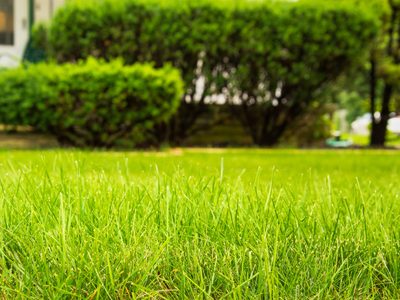 Si el pasto del jardín tiene manchones amarillos y está seco, seguí este consejo para que esté verde de vuelta
