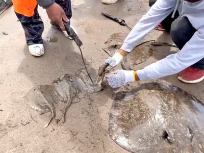 Despiden a directora de Ecología de Huatabampo, Sonora; mandó a mutilar mantarrayas