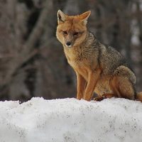 Polémica: en Chubut pagan por el exterminio de especies autóctonas