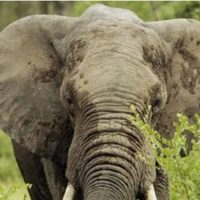 Muere turista de Nuevo México al ser atacada por elefante en Zambia
