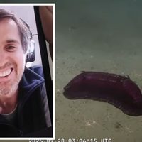Mariano Martínez, el científico del Conicet que se especializa en pepinos de mar