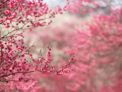 El árbol con una hermosa historia y que da un show de flores único una vez al año