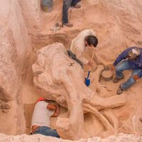 Encuentran restos de mamut de unos 10 mil años de antigüedad