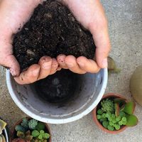 Suculentas: cuál es el mejor abono casero para que crezcan lindas y fuertes