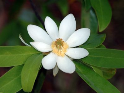 El árbol que da las flores perfumadas más bellas y que todos quieren en su jardín