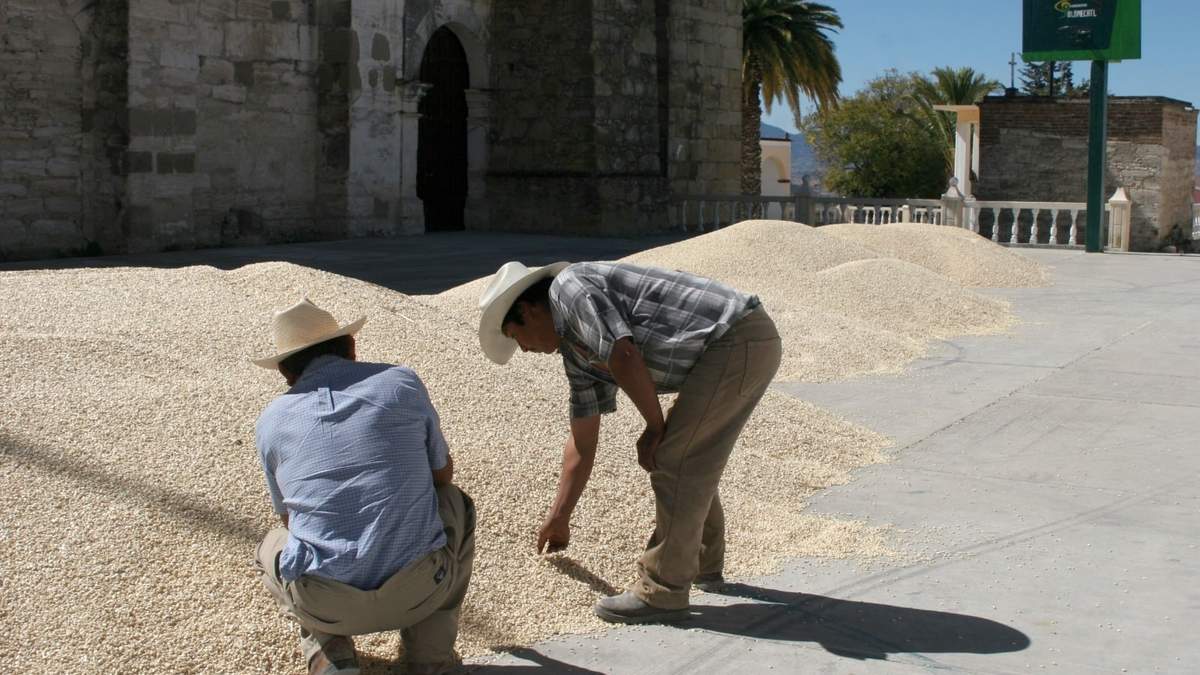 Maíz mexicano. Amenaza transgénica para el grano nacional