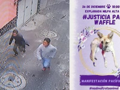 Buscan a dos hombres por asesinar a la perrita "Waffle" en Milpa Alta